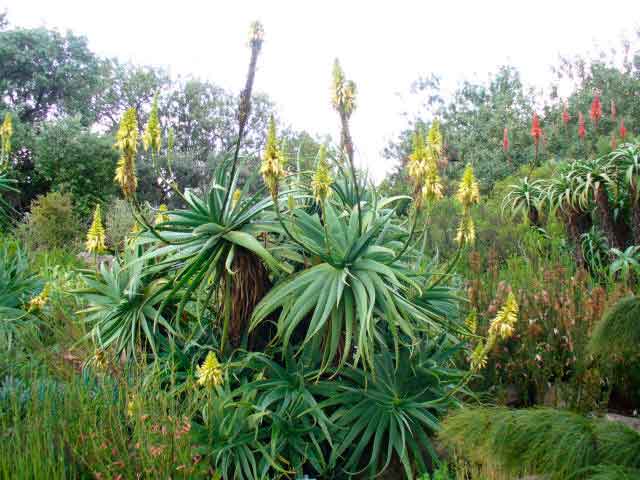 Aloe träd
