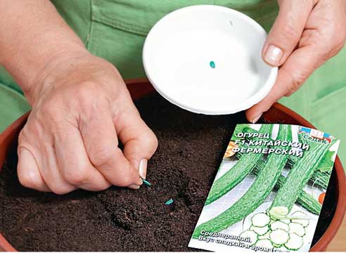 Sowing seeds