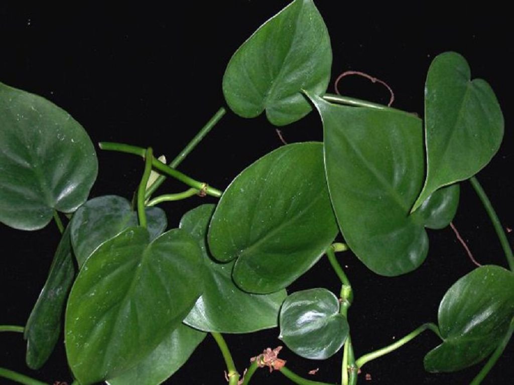 Clodding Philodendron