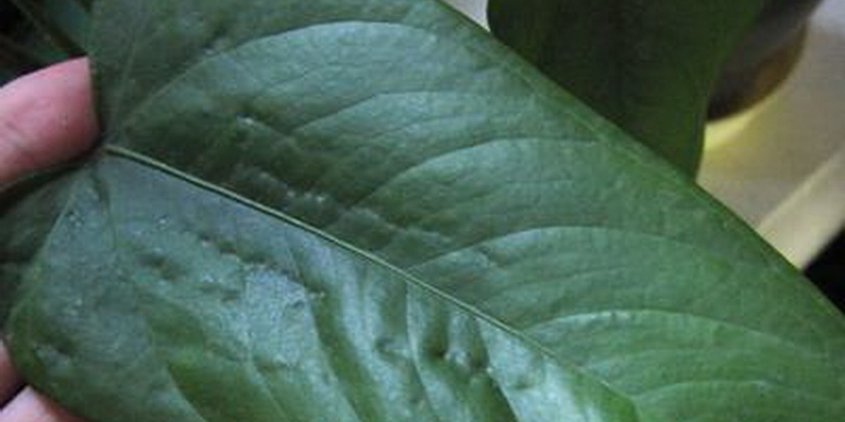 Трипсин лист на антуриум