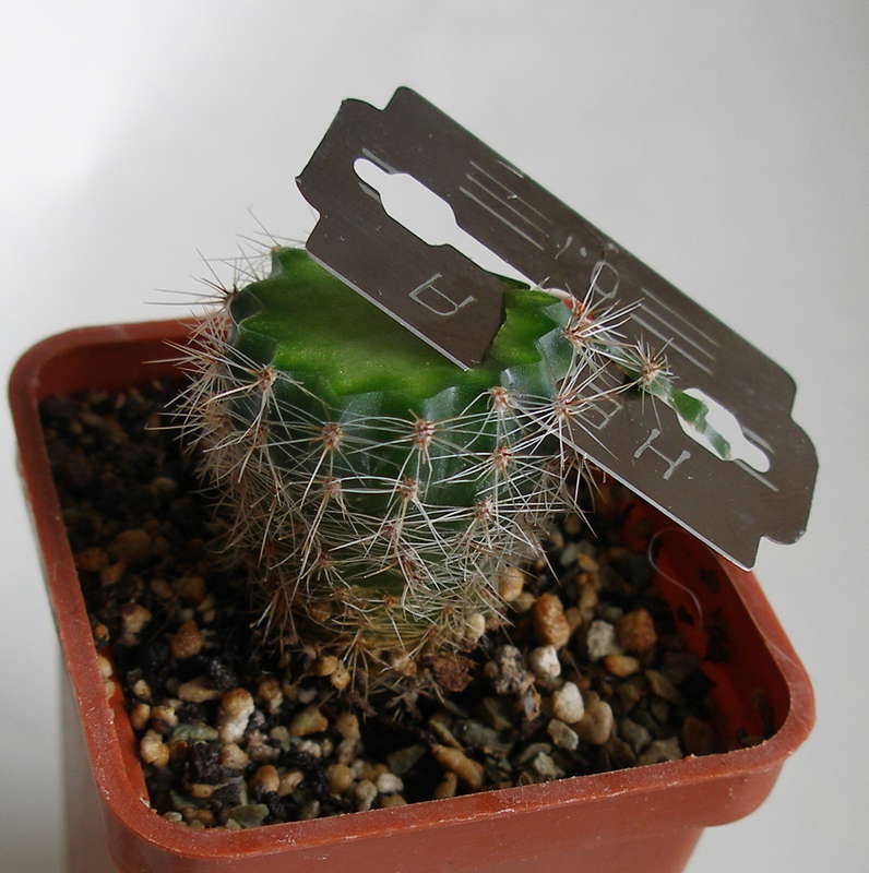 Injerto de cactus