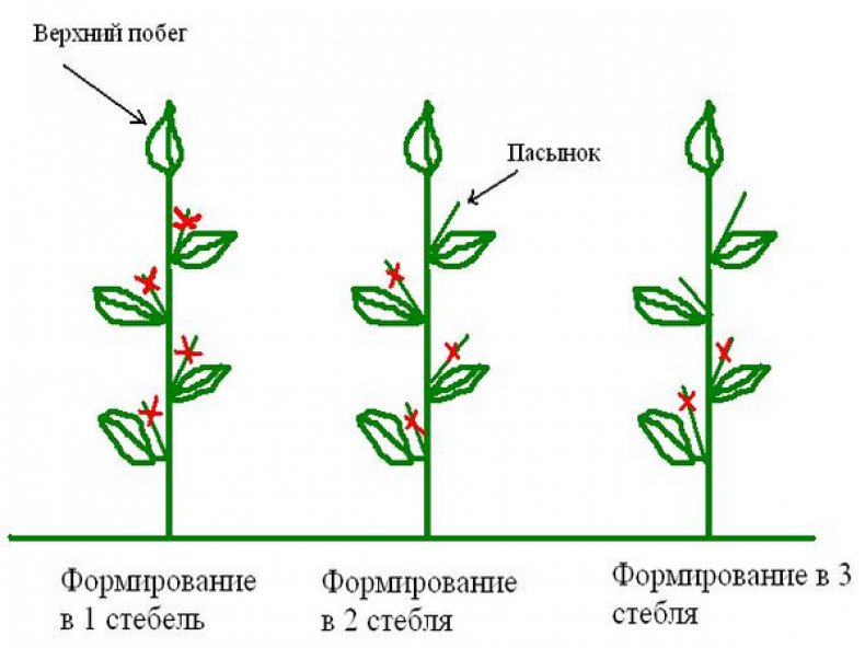 Formación de arbusto de pimienta