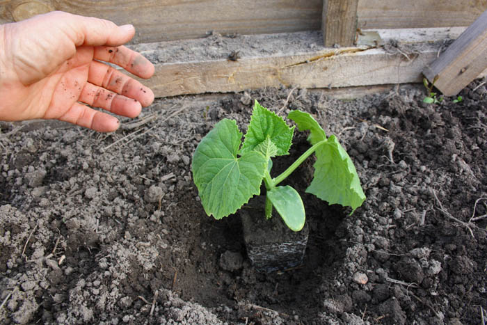 Planter des plants de concombre en pleine terre