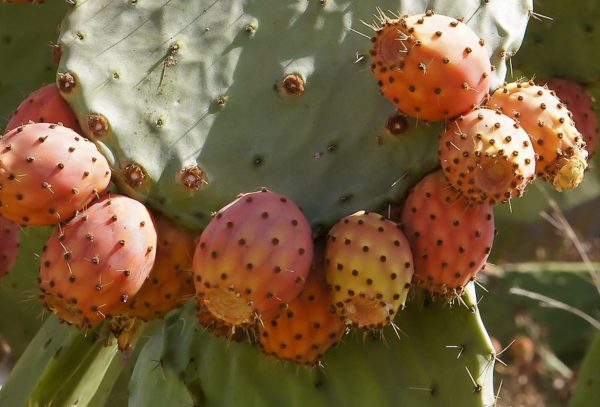  Buah  buahan kaktus  yang boleh dimakan ara prickly pir 
