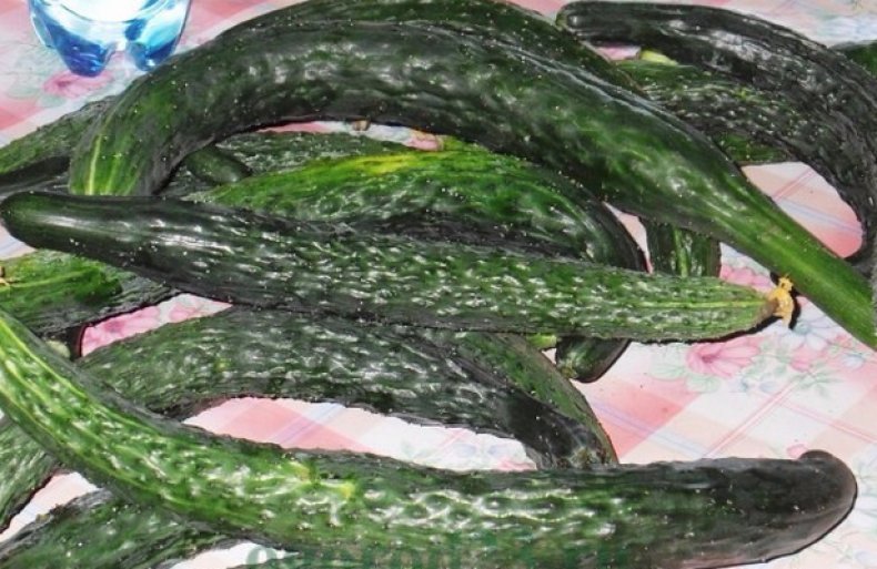 Chinese slangen