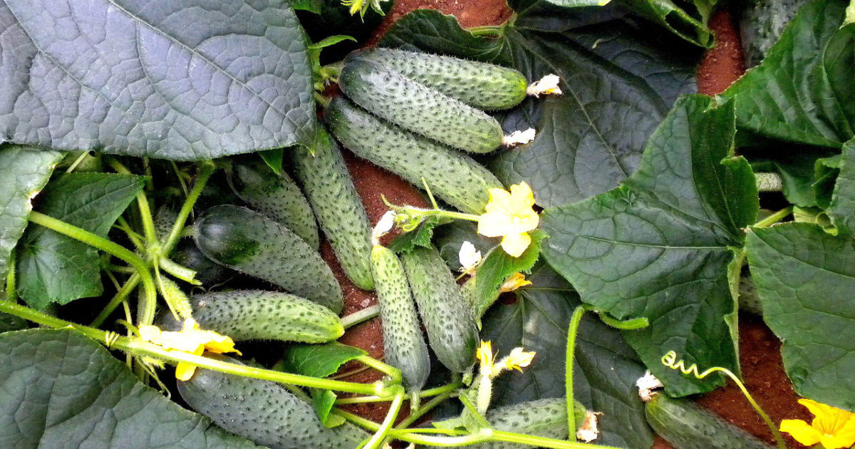 Cucumber seeds