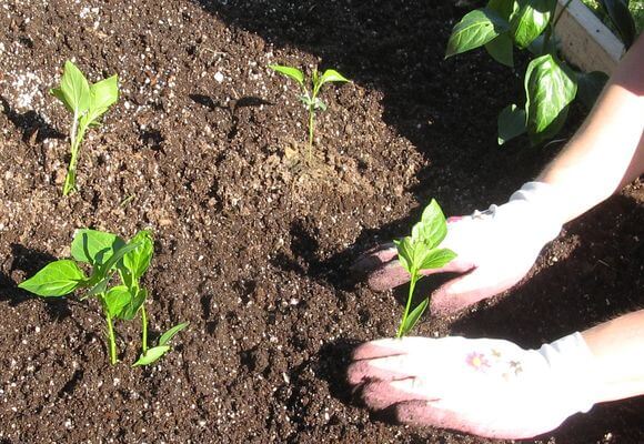 Planting seedlings in the ground