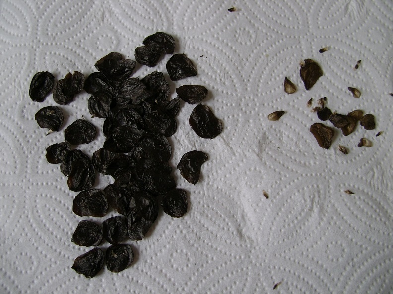 Amaryllis Seeds