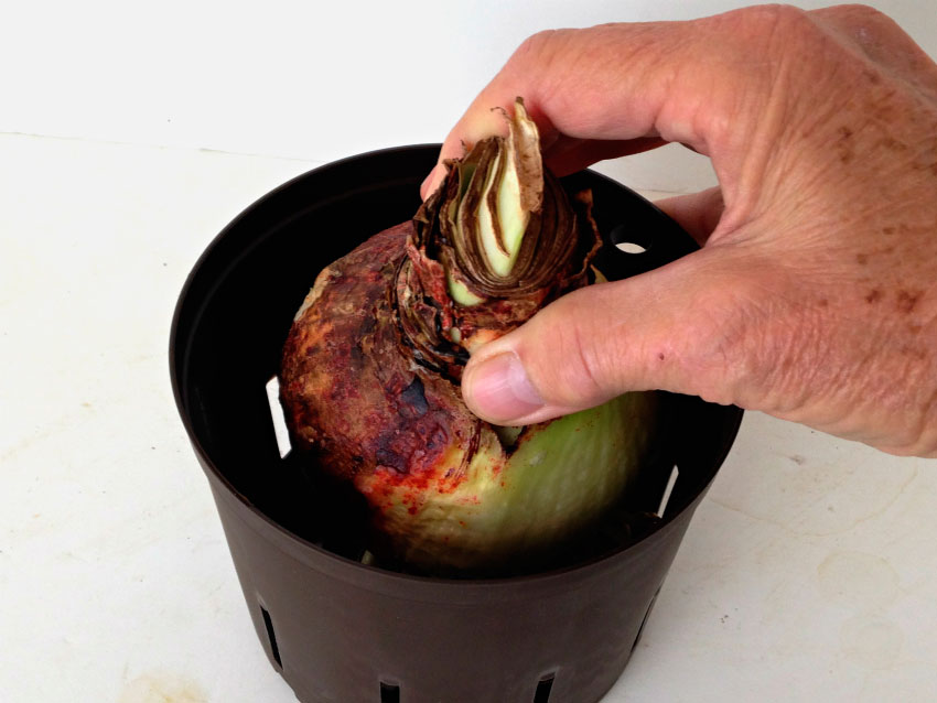 Výsadba cibule