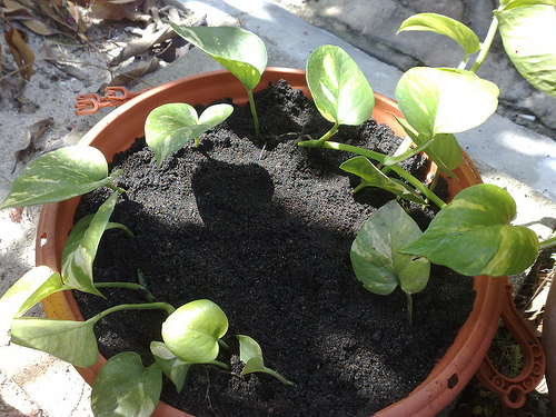Plantarea butașilor în sol