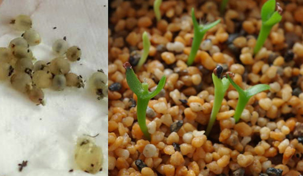 La propagation des semences