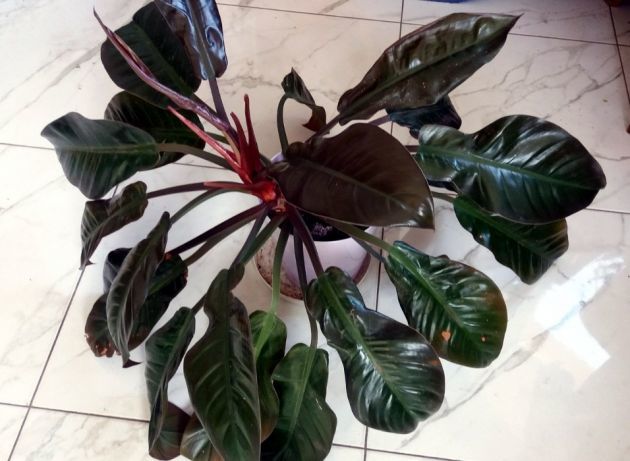 Philodendron Blushing