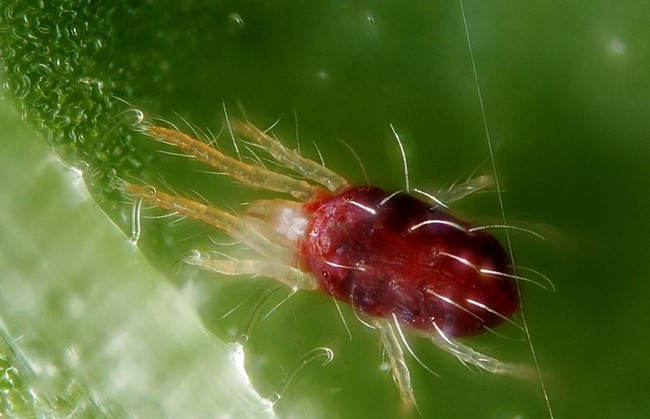 Spindelmiter