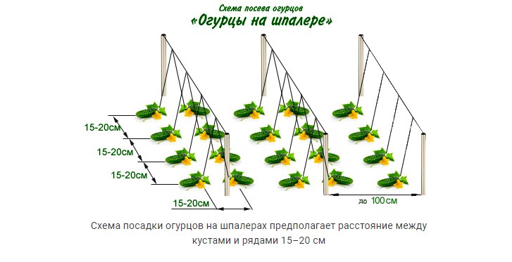 Schéma výsevu uhoriek na mreží