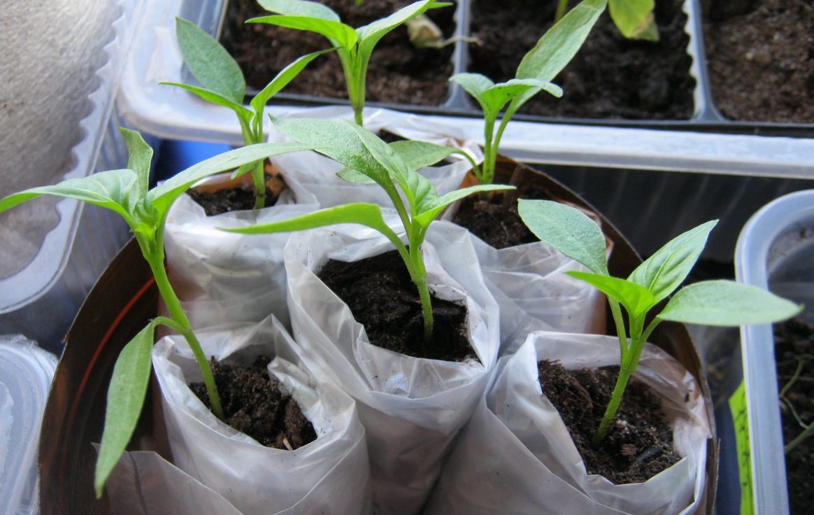 Seedlings in the film