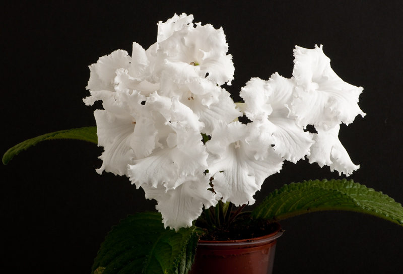 Streptocarpus putih