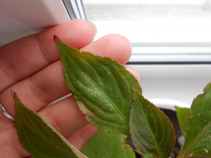 Pests and diseases of balsam