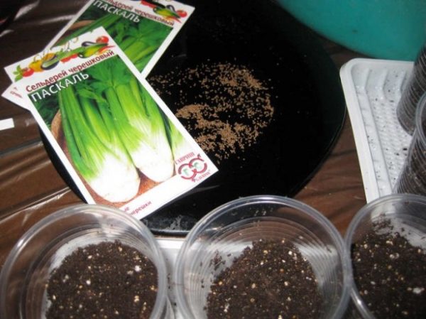 Kdy zasadit celer pro sazenice v roce 2019 na Měsíci