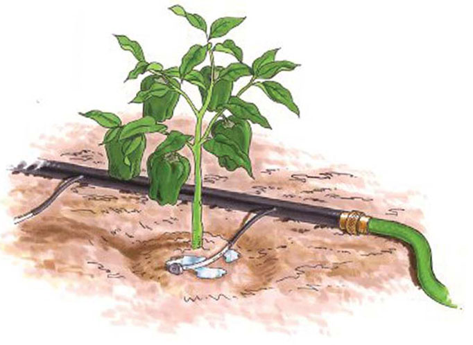Polievanie korenia v skleníku