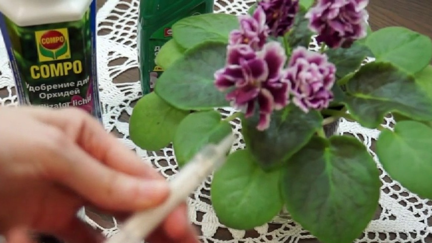 Fertilizer violets