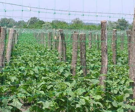 The use of nets for garter cucumbers