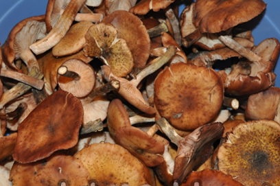 clean honey mushrooms