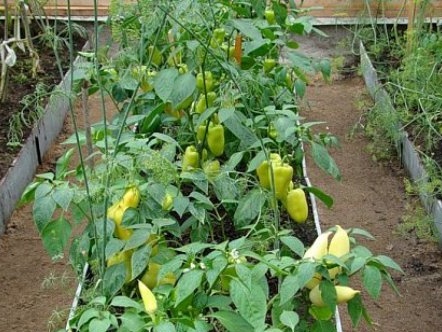 Cultivo de pimiento en invernadero