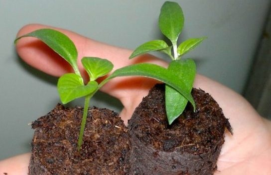 Plantar semillas de pimiento en pastillas de turba