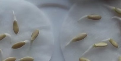 זרעי מלפפון