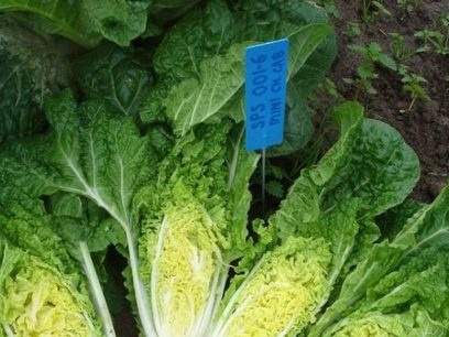 when to plant chinese cabbage