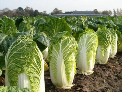 when to plant chinese cabbage