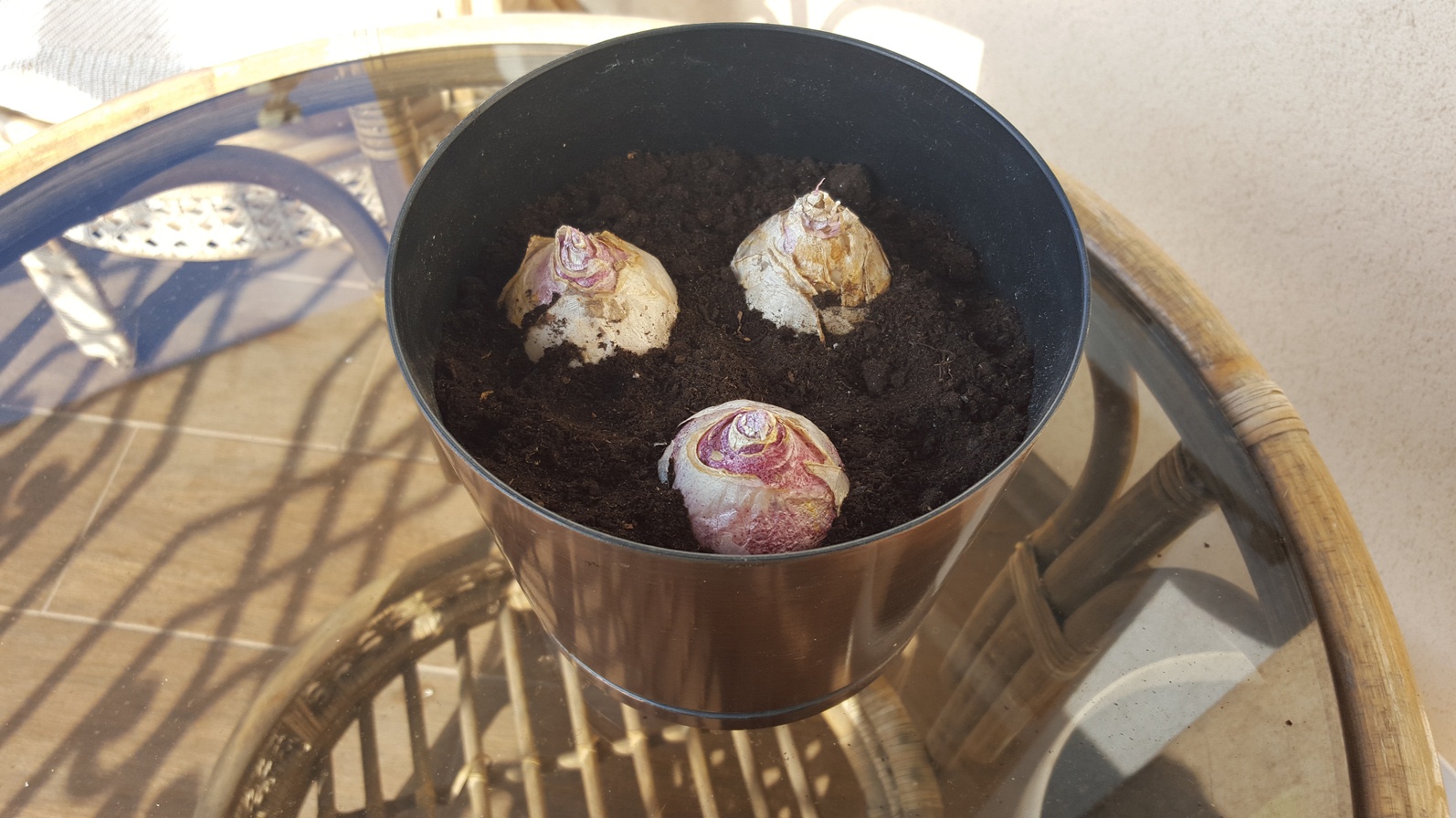 Planting Bulbs in a Pot