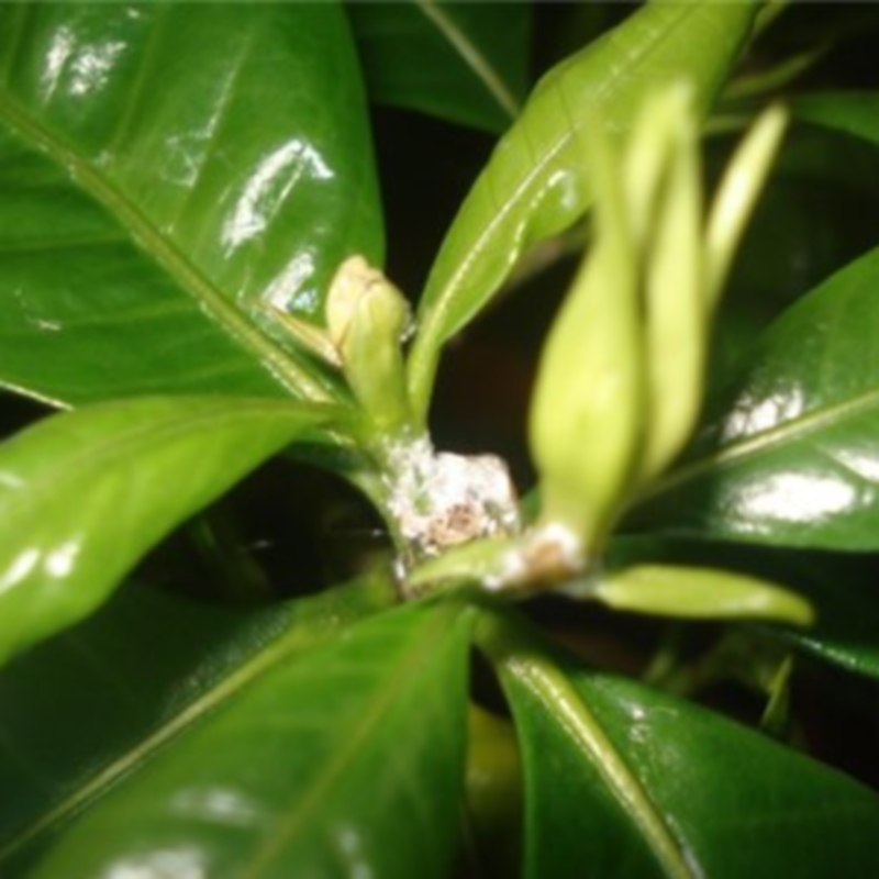 Mealybug on gardenia leaves