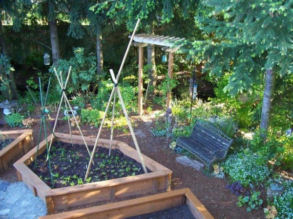 Какво да засадите в сенчестата зона на градината
