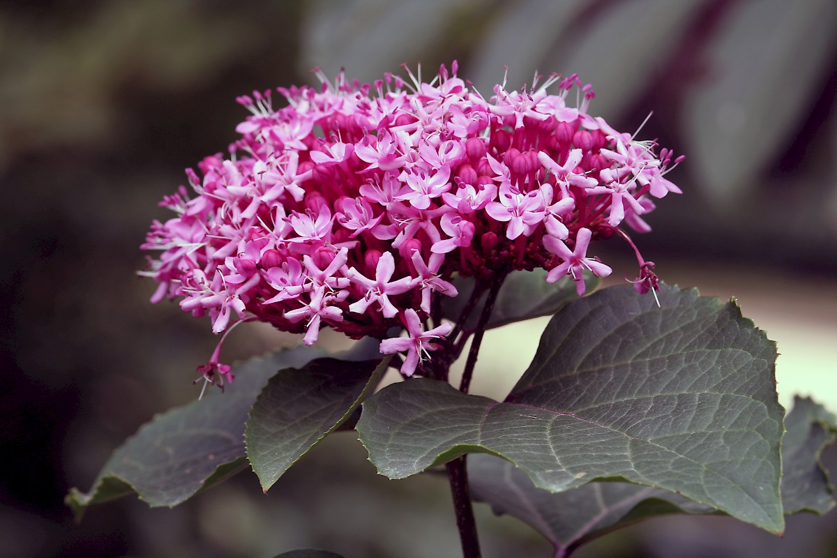 Clerodendrum Bunge