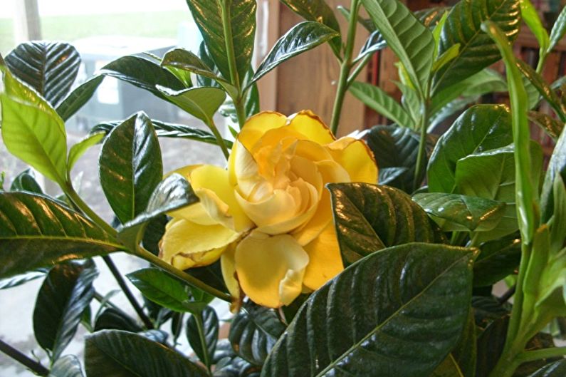 Gele gardenia