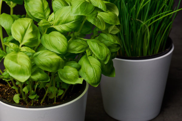 The secrets of growing healthy basil at home