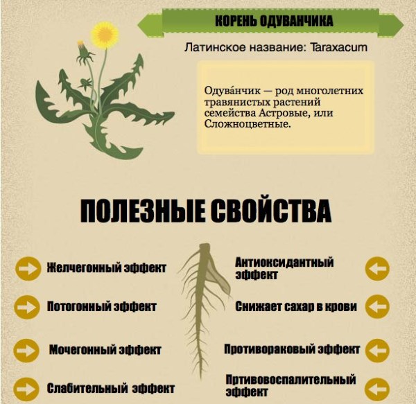 Useful properties of dandelion root