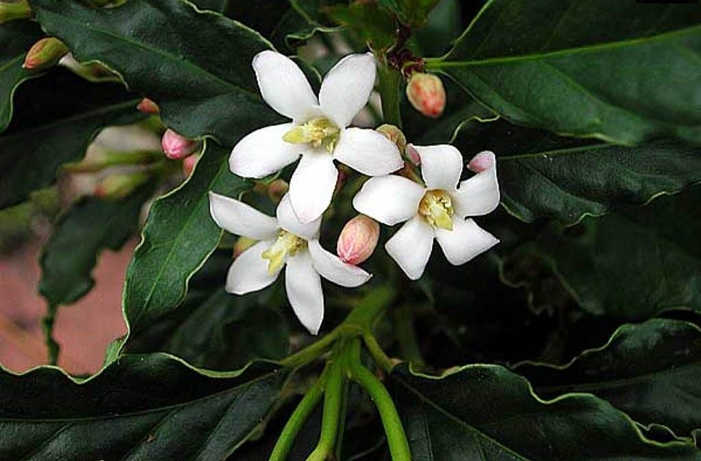 Gardenia Citriodora