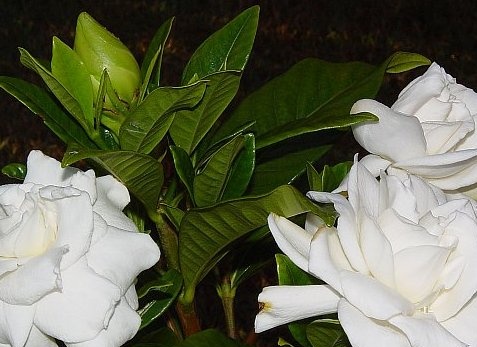 Gardenia Jasmine