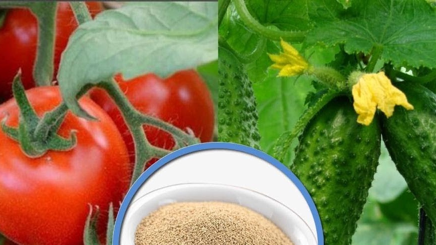 alimentación de tomates con levadura