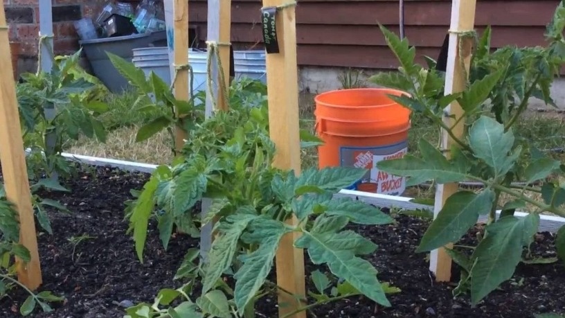 gödsling av tomater i ett växthus