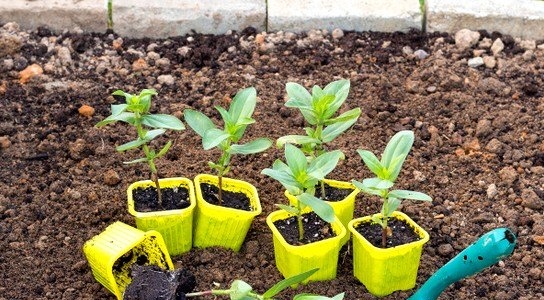 seedlings of zinnia