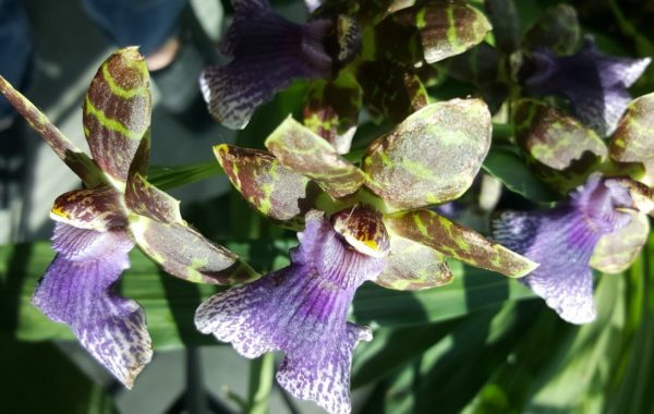 Orchid Zygopetalum
