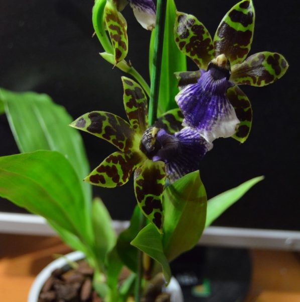 Orchid Zygopetalum
