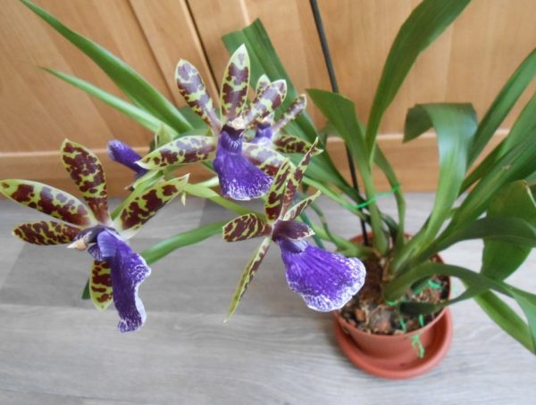 Orchidée Zygopetalum