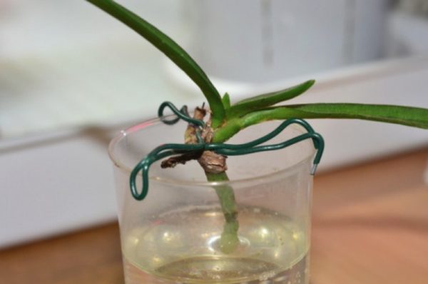 Orchidea in un bicchiere