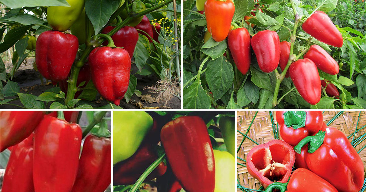 Odrůdy papriky
