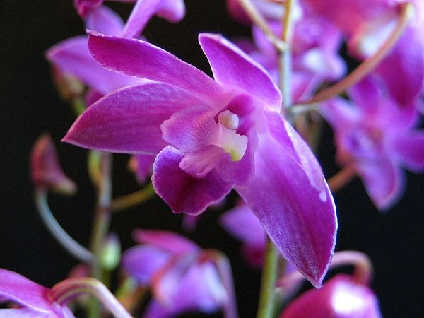 Orchid Dendrobium Berry Oda