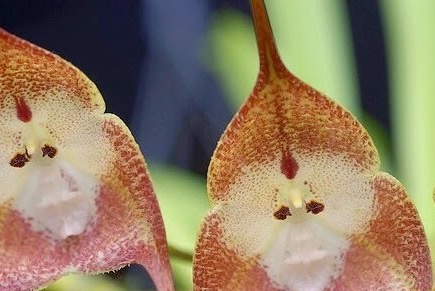 Orquídeas Drácula o hocico de mono